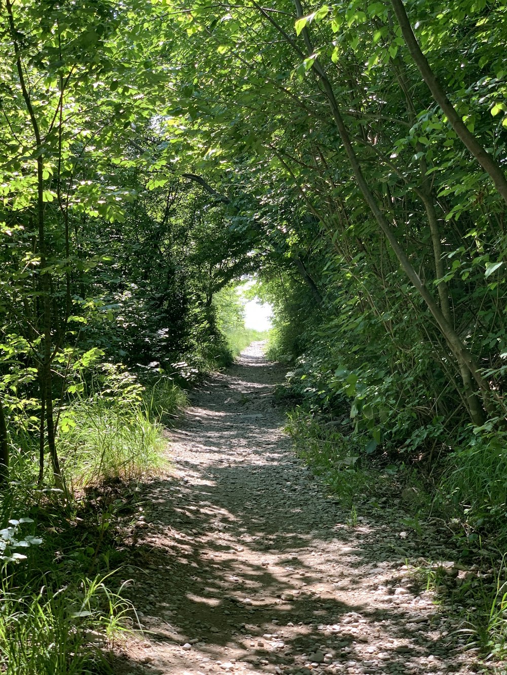 green trees on brown soil