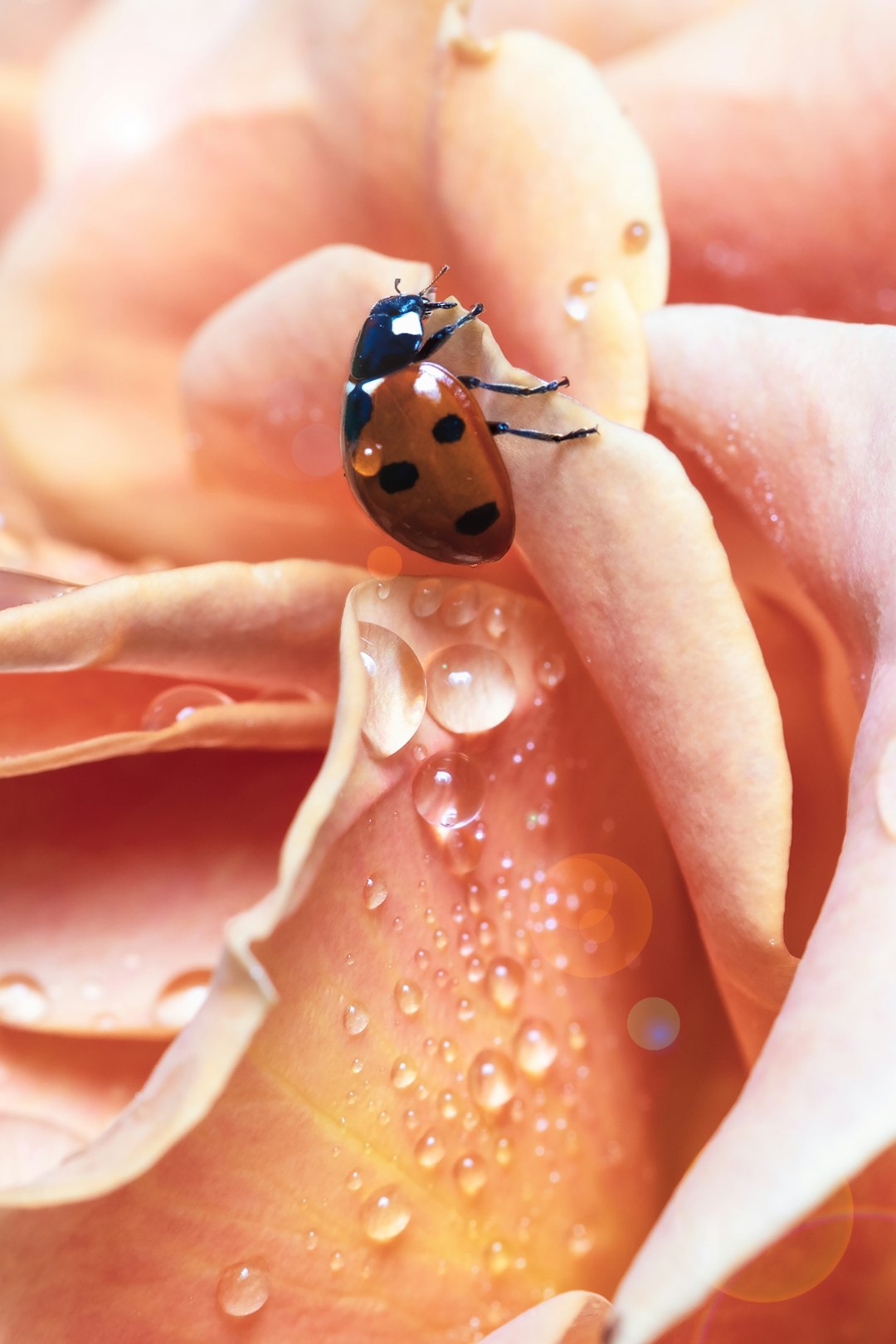 black and red ladybug on pink flower