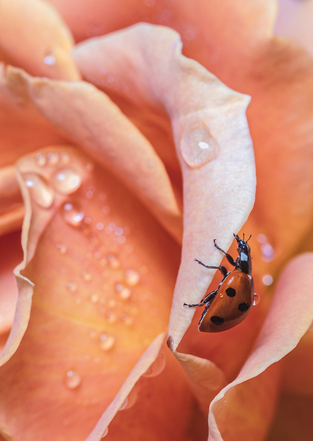 black and orange ladybug on pink flower petals