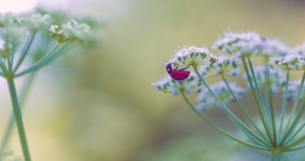 낮 동안 클로즈업 촬영에서 흰 꽃에 앉은 붉은 무당벌레