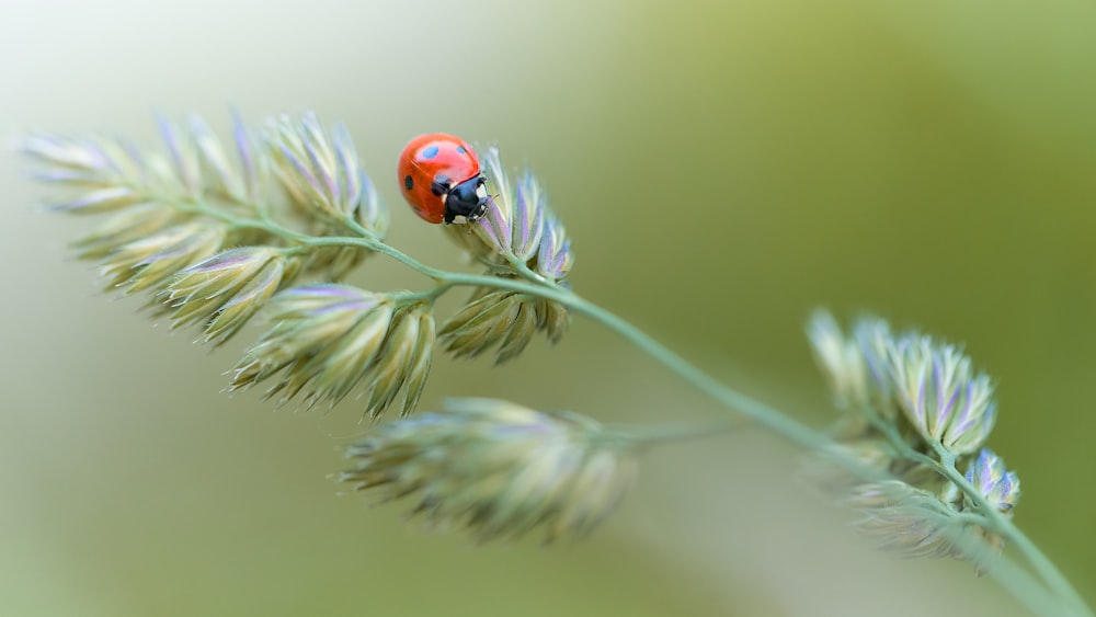 赤いてんとう虫は、昼間のクローズアップ撮影で緑の植物にとまっています