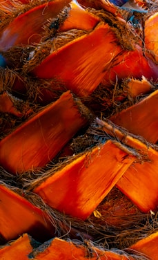 Close-up of the textured pattern of palm tree bark, showcasing rough, interwoven fibers in an intricate design. The bark displays a rich reddish-brown hue with darker grooves and some scattered blue undertones.