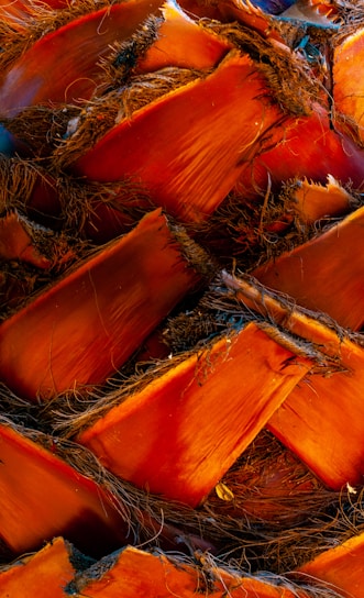 Close-up of the textured pattern of palm tree bark, showcasing rough, interwoven fibers in an intricate design. The bark displays a rich reddish-brown hue with darker grooves and some scattered blue undertones.
