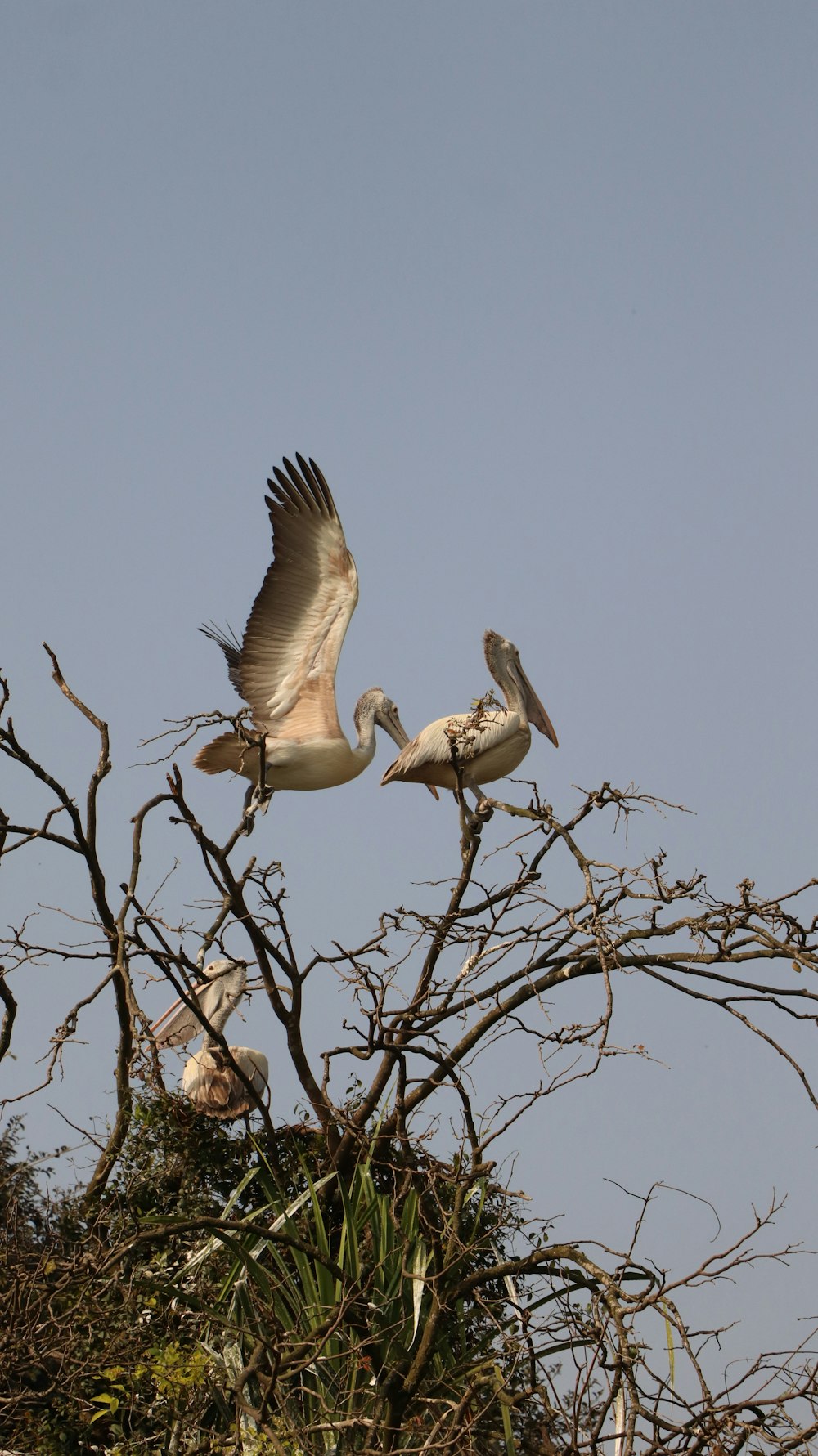 white and brown birds on brown tree branch during daytime