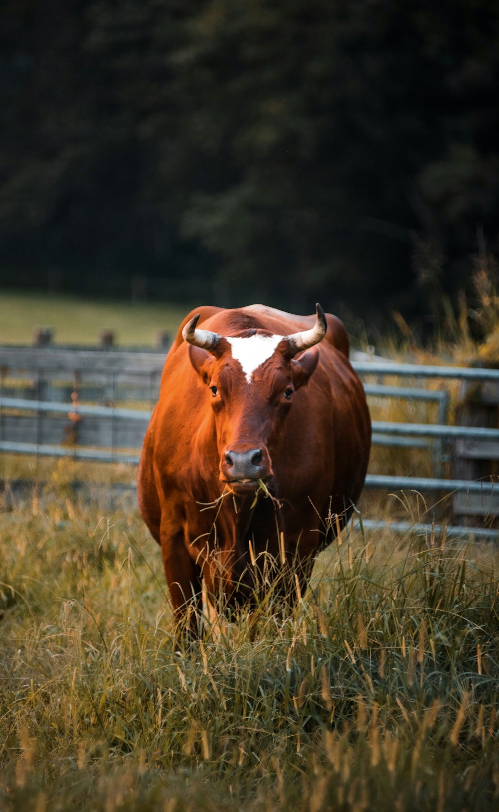 brown cow on green grass field during daytime