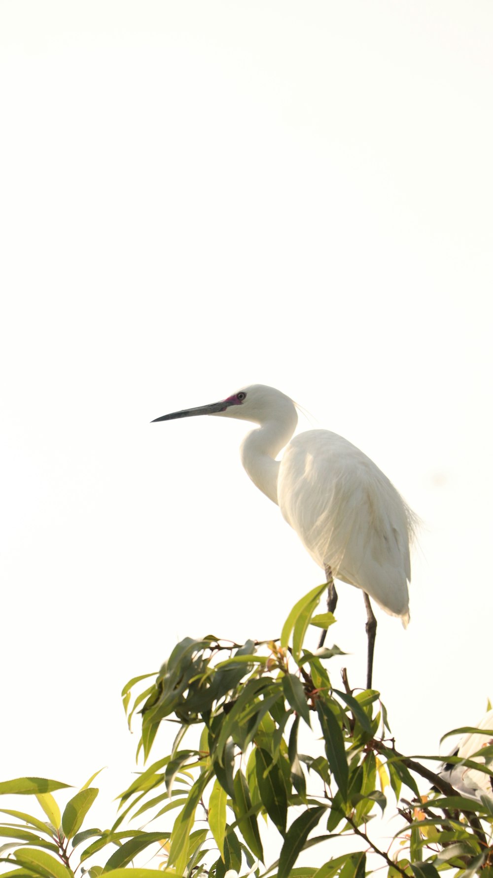 white bird on green plant