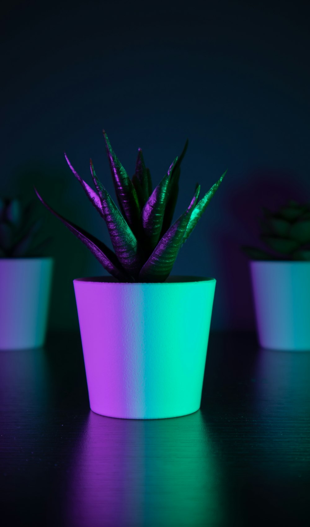 green snake plant in purple pot