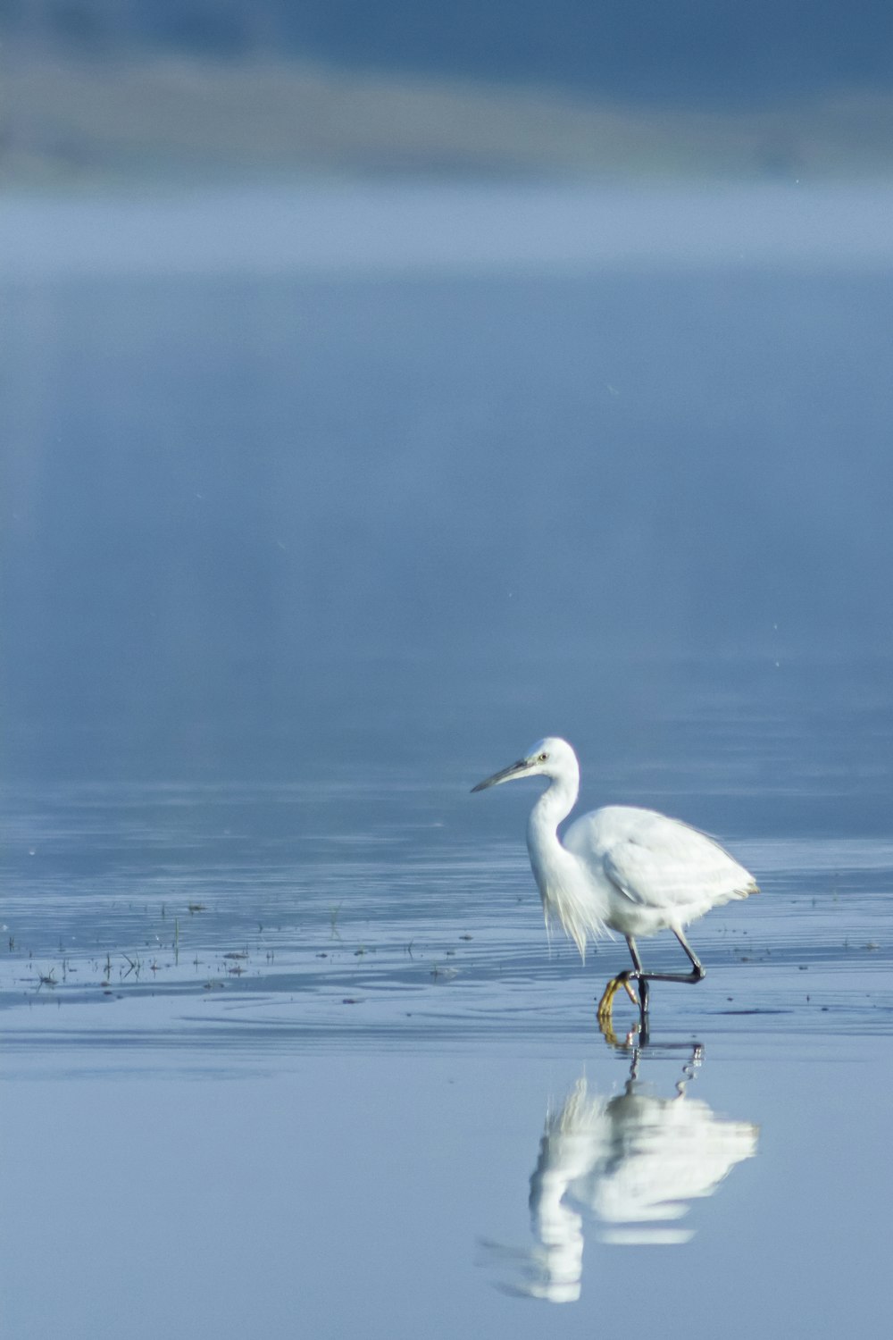 昼間の水上のコウノトリ