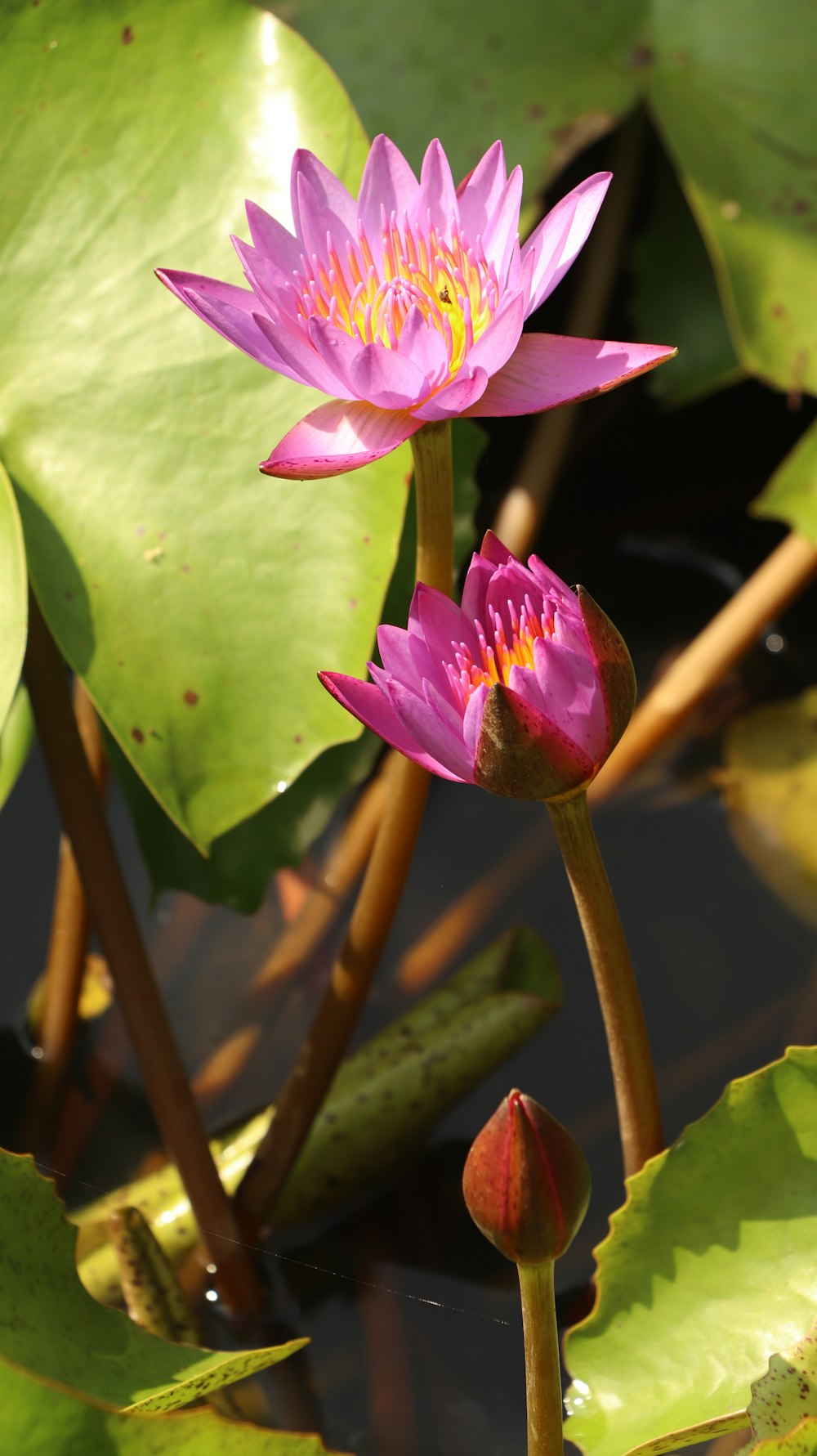 pink lotus flower in bloom during daytime