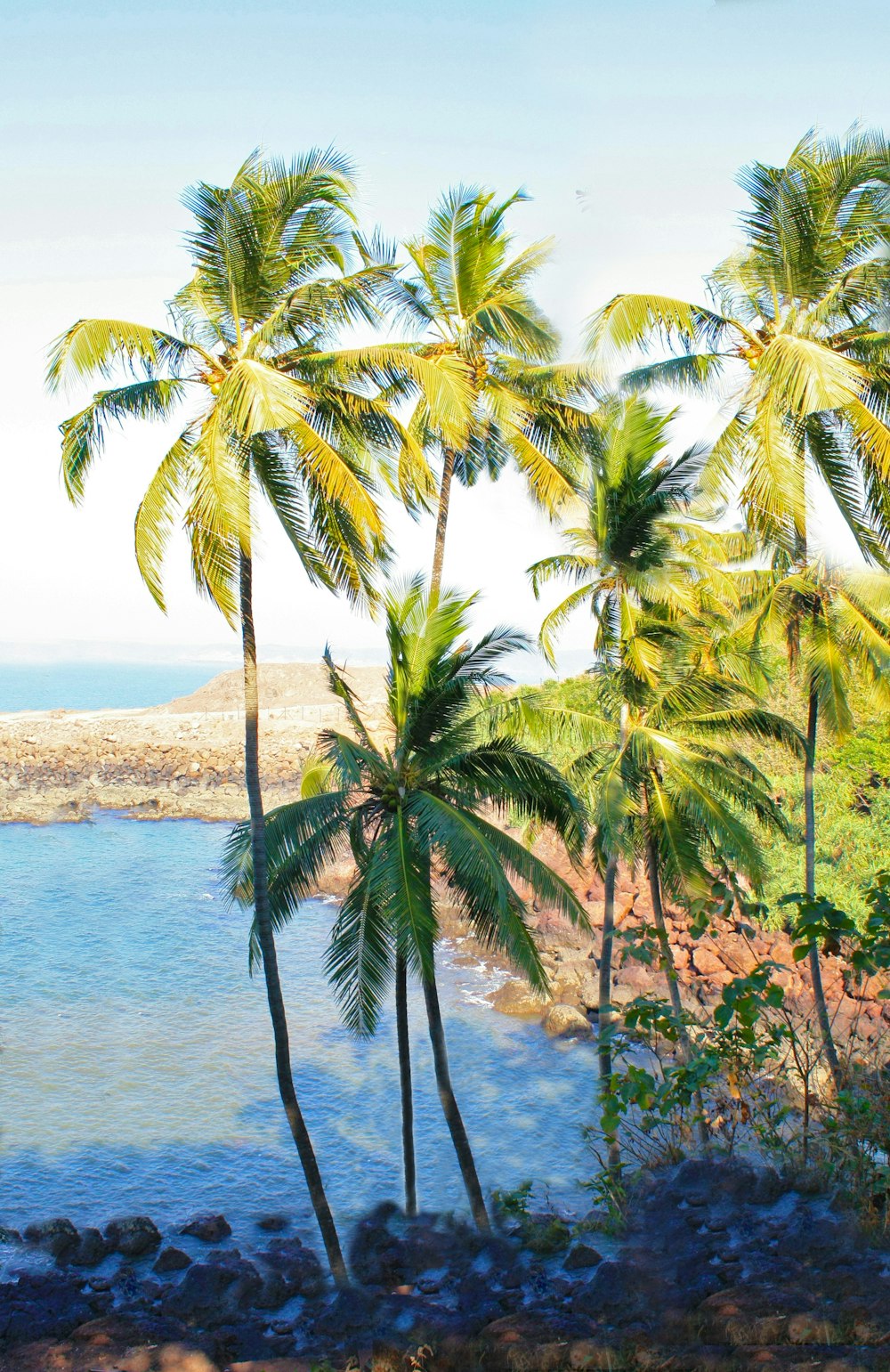green coconut palm tree near body of water during daytime