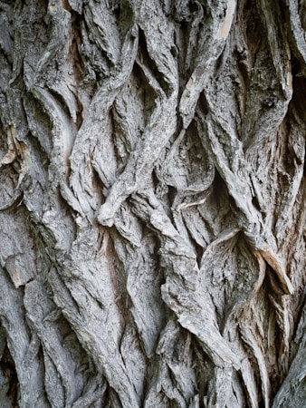 The image features a close-up view of a textured tree bark with intricate, interwoven patterns. The bark appears rough and weathered, with deep grooves and ridges creating a complex, natural design.