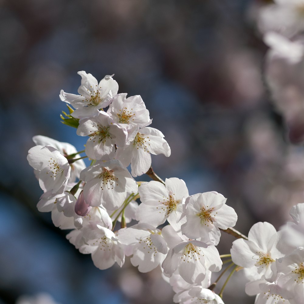 white cherry blossom in close up photography