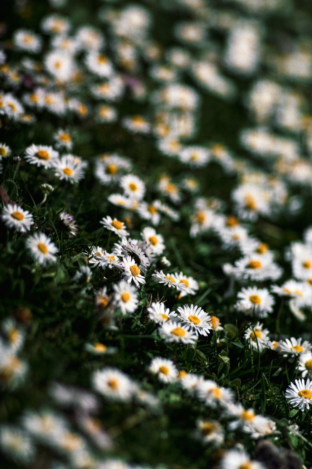 white and purple flowers in tilt shift lens