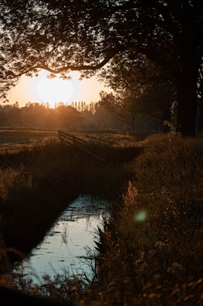 body of water between trees during sunset