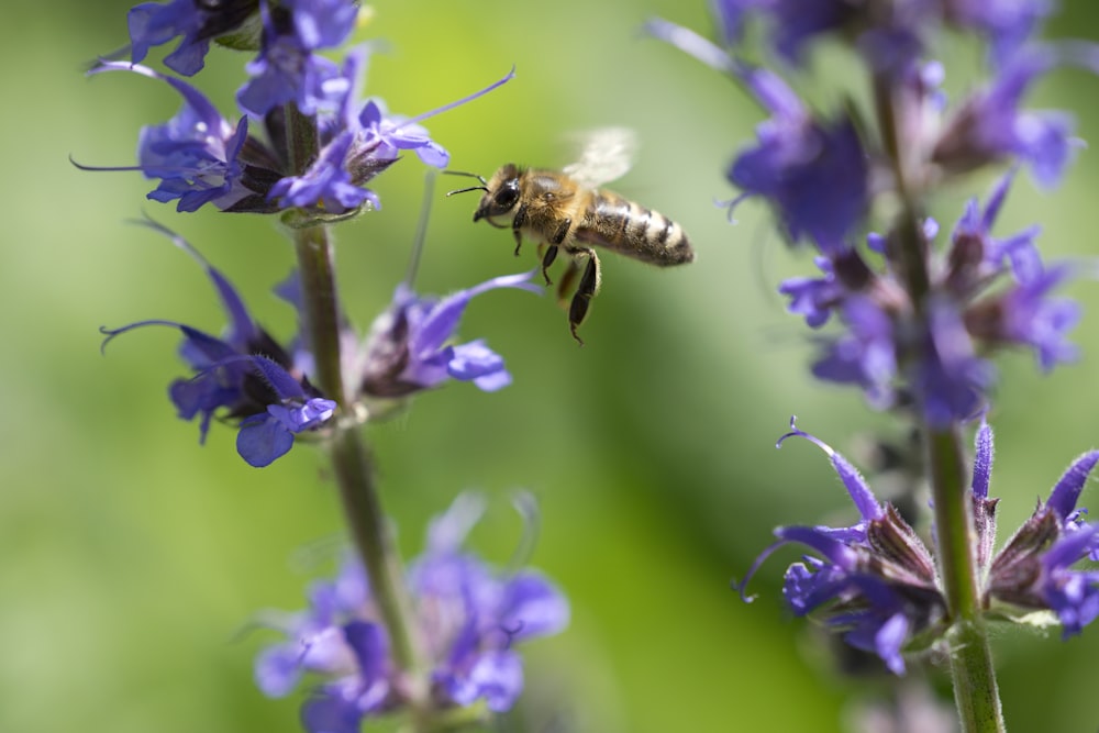 honeybee perched on purple flower in close up photography during daytime