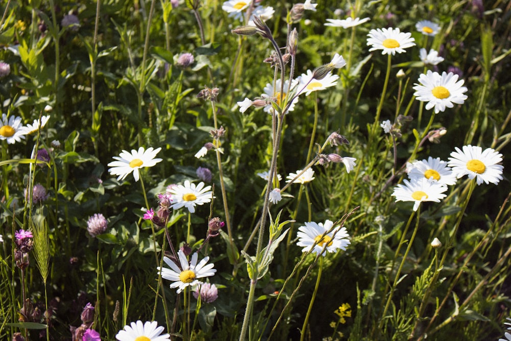 white and purple flowers during daytime