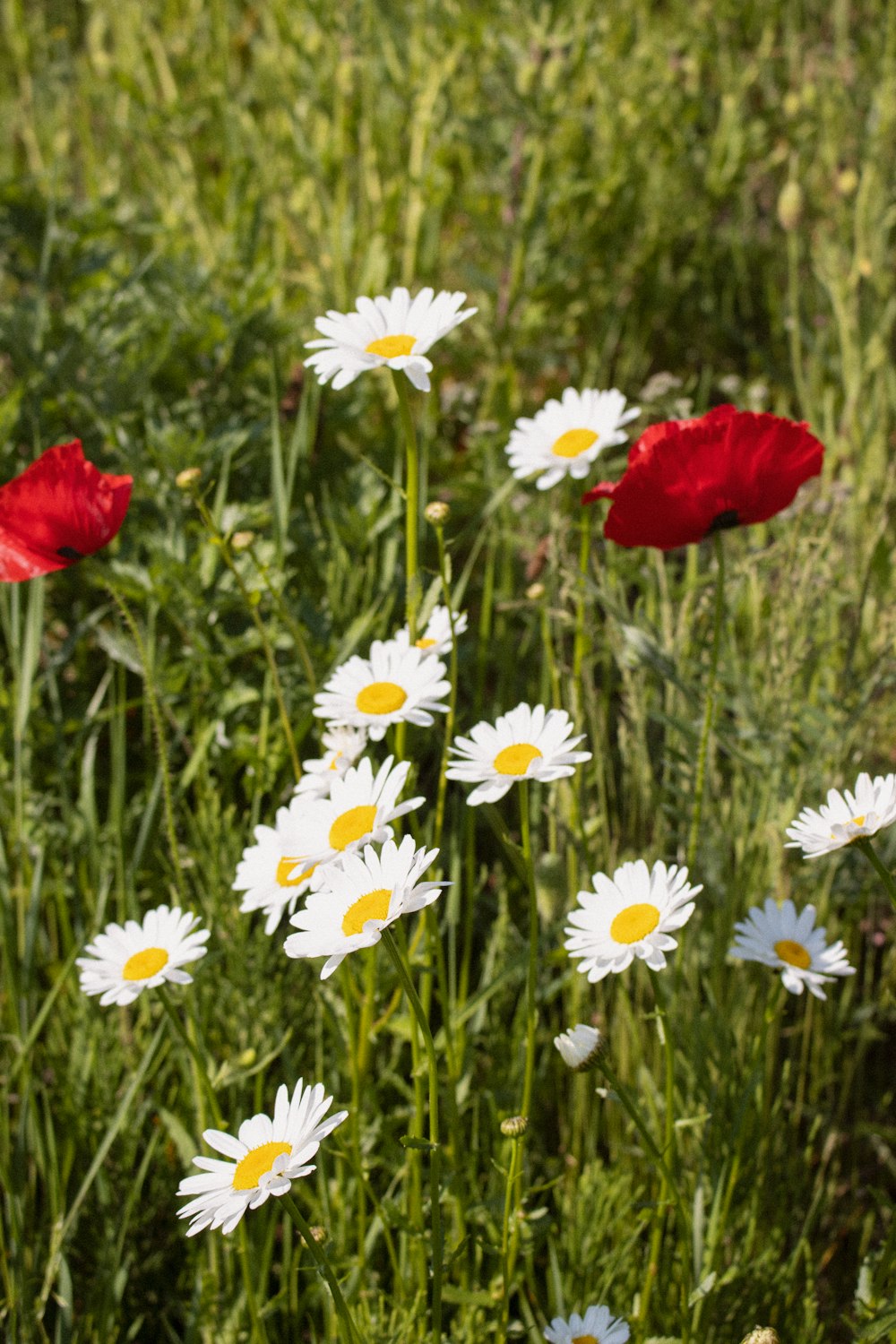 rote und weiße Blumen tagsüber