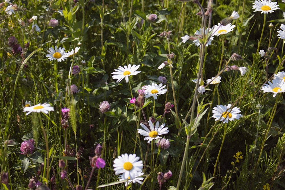 white and purple flowers during daytime