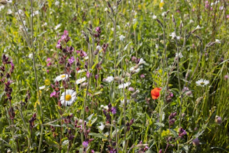 white and purple flowers on green grass field during daytime