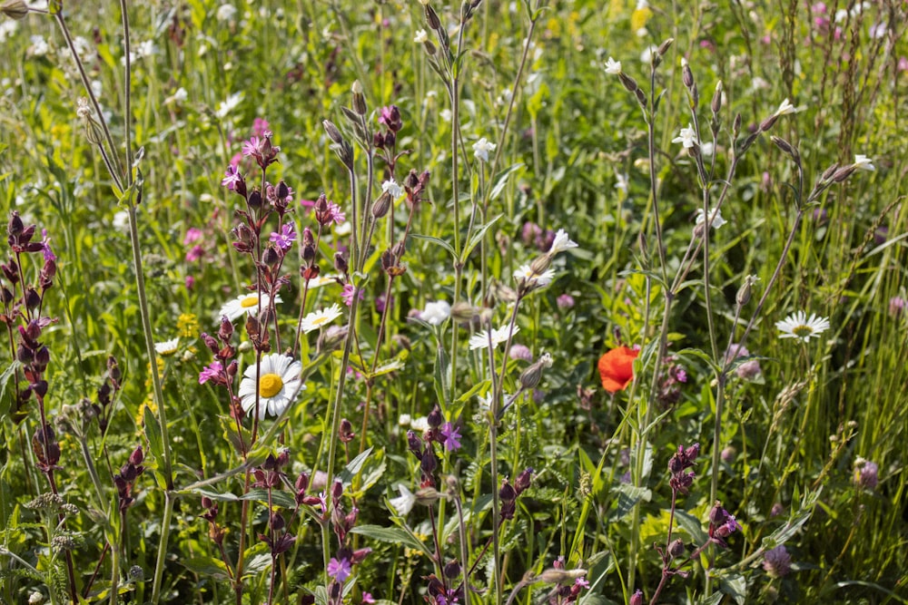 fleurs blanches et violettes sur le champ d’herbe verte pendant la journée