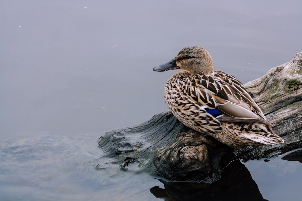 brown duck on water during daytime