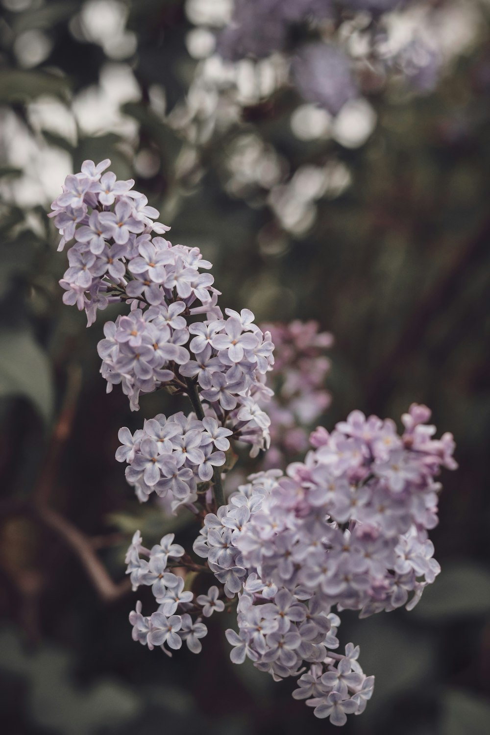 purple and white flower in tilt shift lens