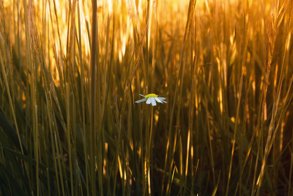 white flower on brown wheat field during daytime