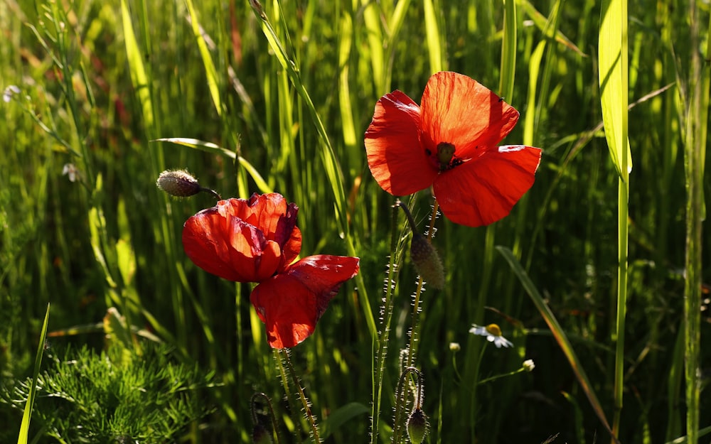 red flower in green grass during daytime