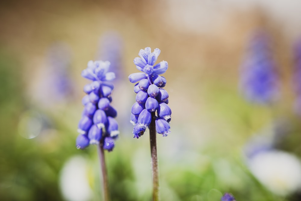 purple flower in tilt shift lens