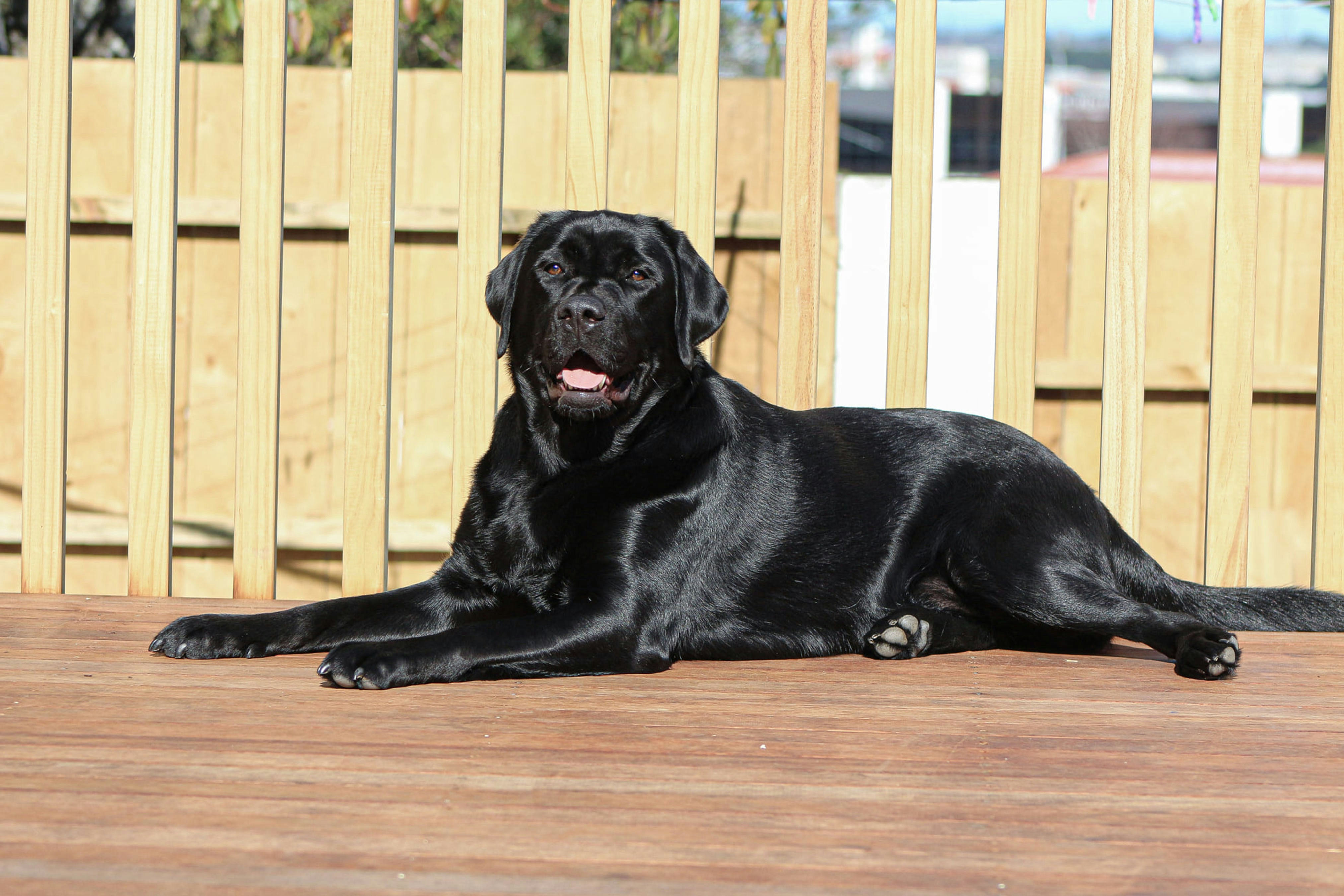 Are Yellow Labrador Shiny Coat