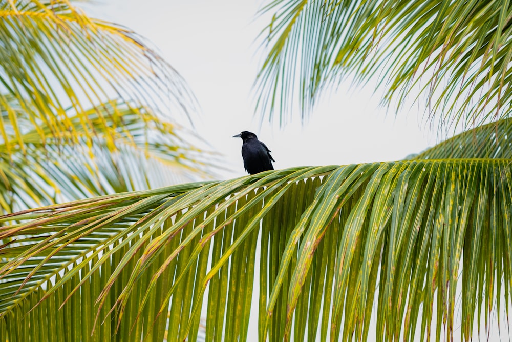 black crow on green palm tree during daytime