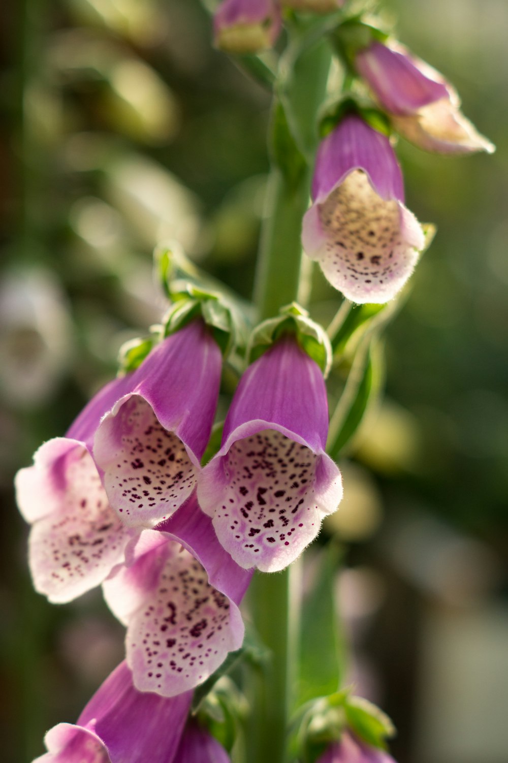 purple and white flower in tilt shift lens