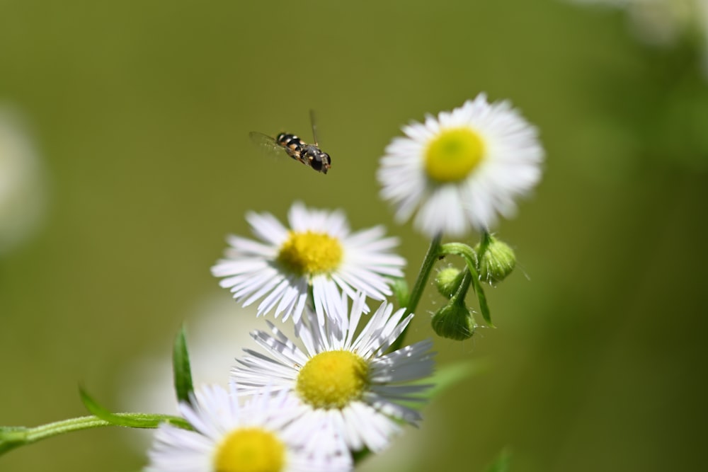 白いデイジーの花に黒と黄色の蜂