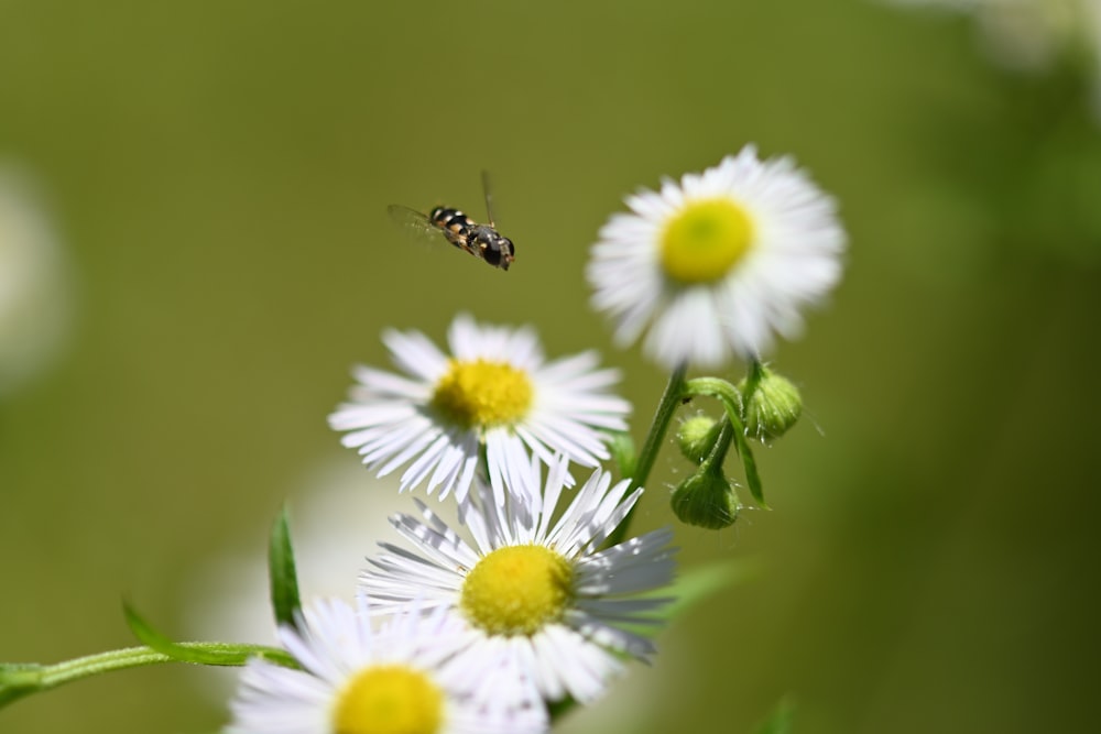 black and yellow bee on white daisy flower