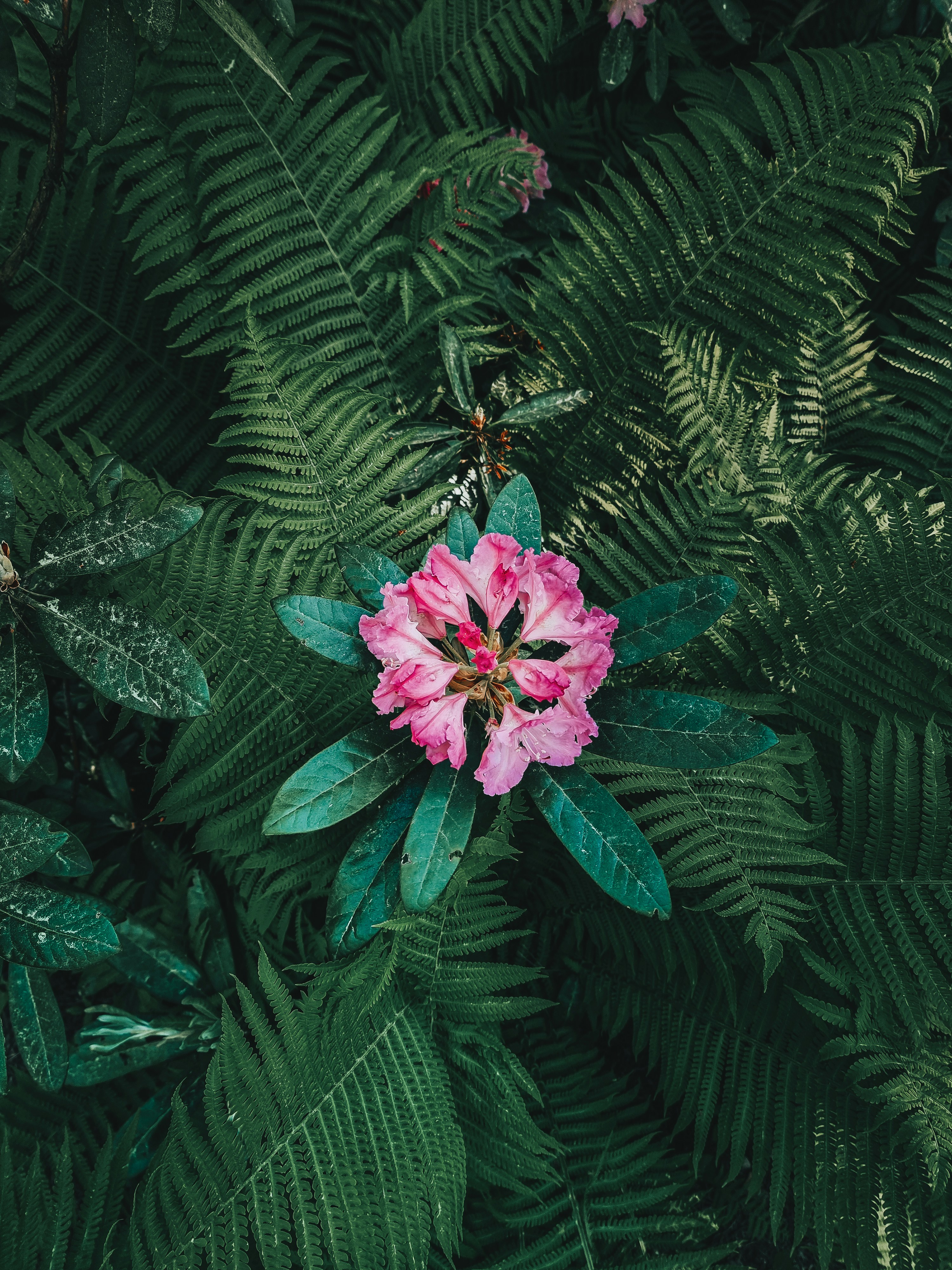 pink flower with green leaves