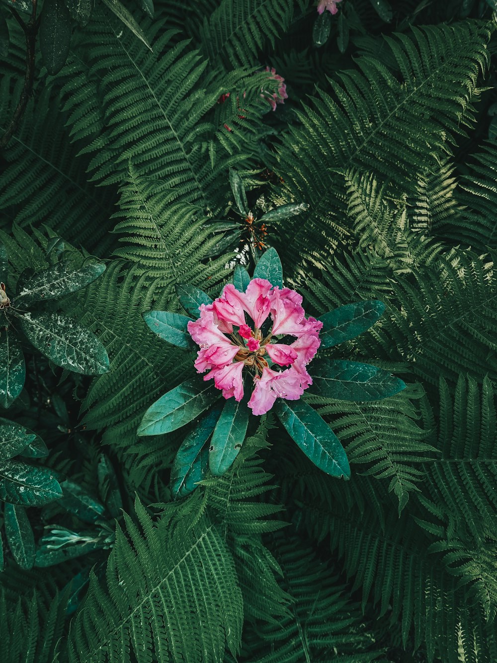flor rosada con hojas verdes
