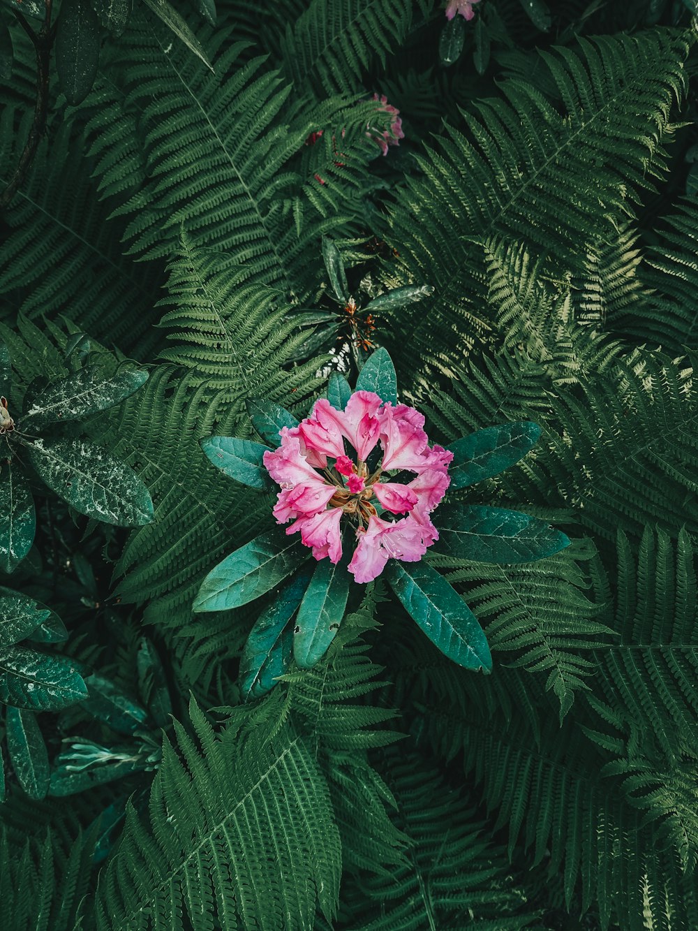 fiore rosa con foglie verdi