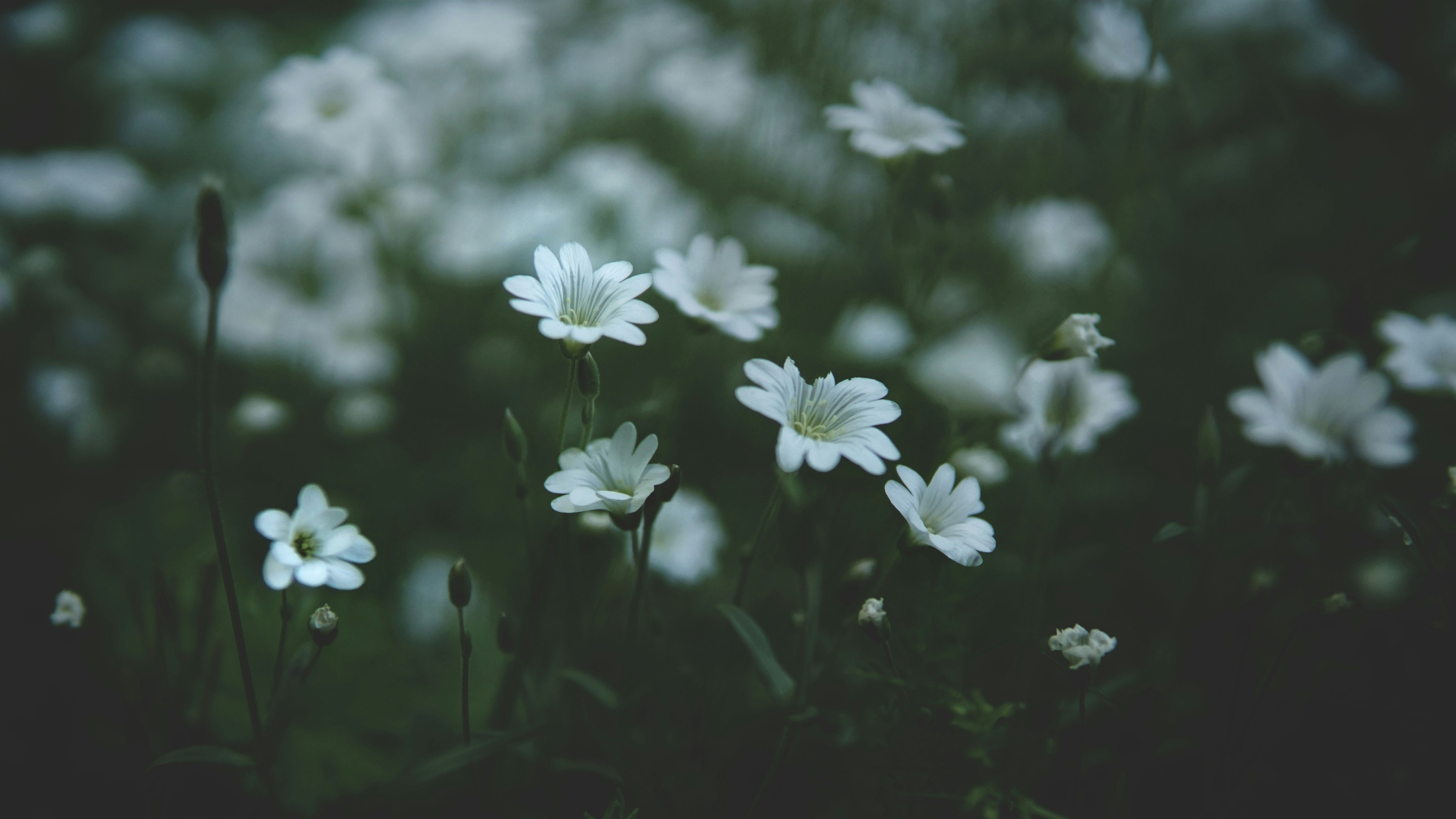 Photo by priyashbhugra