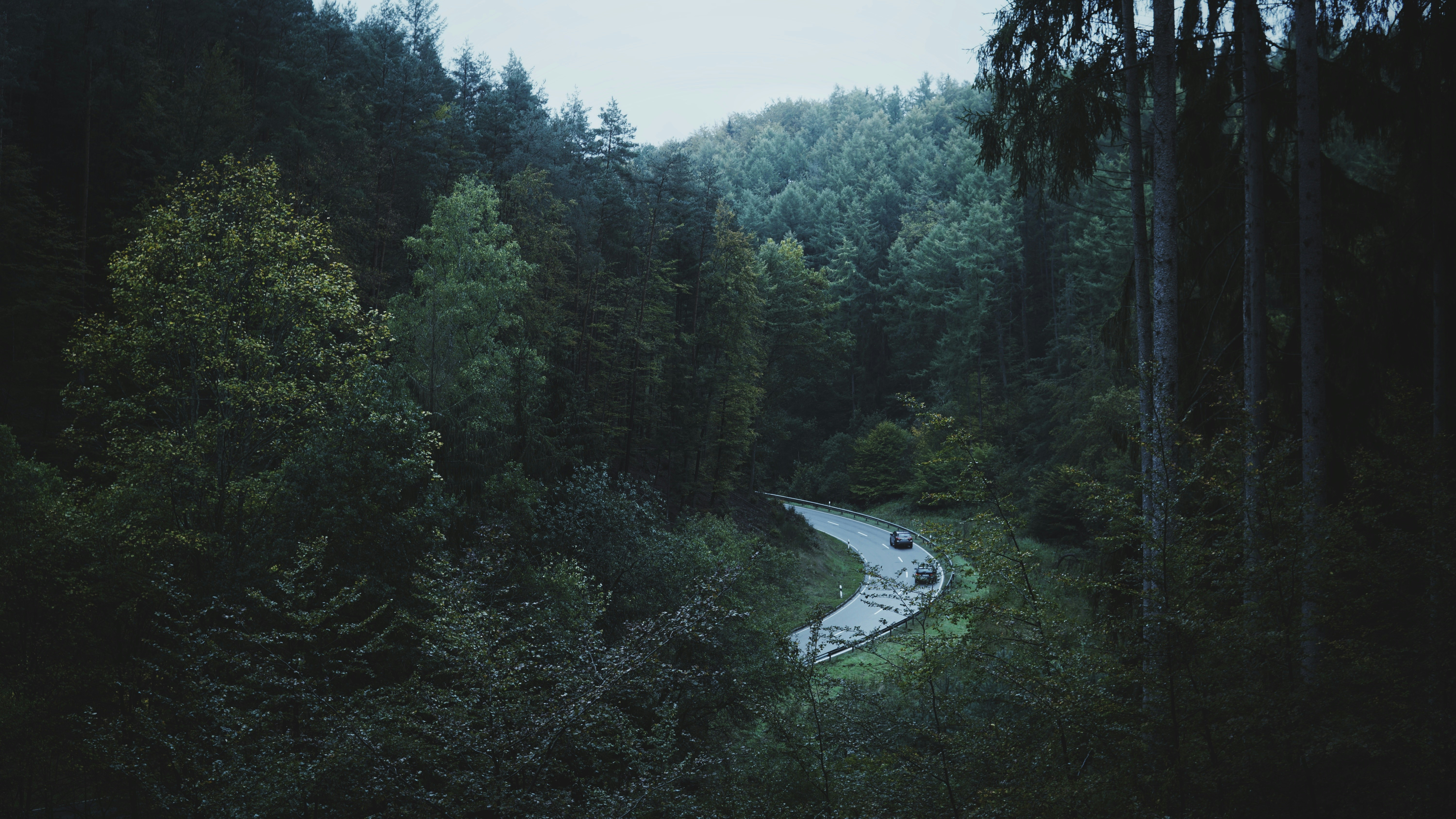 green trees and gray asphalt road