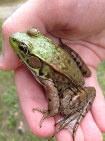 In-game action showing a player catching a rare frog character in Kerokero Collector.