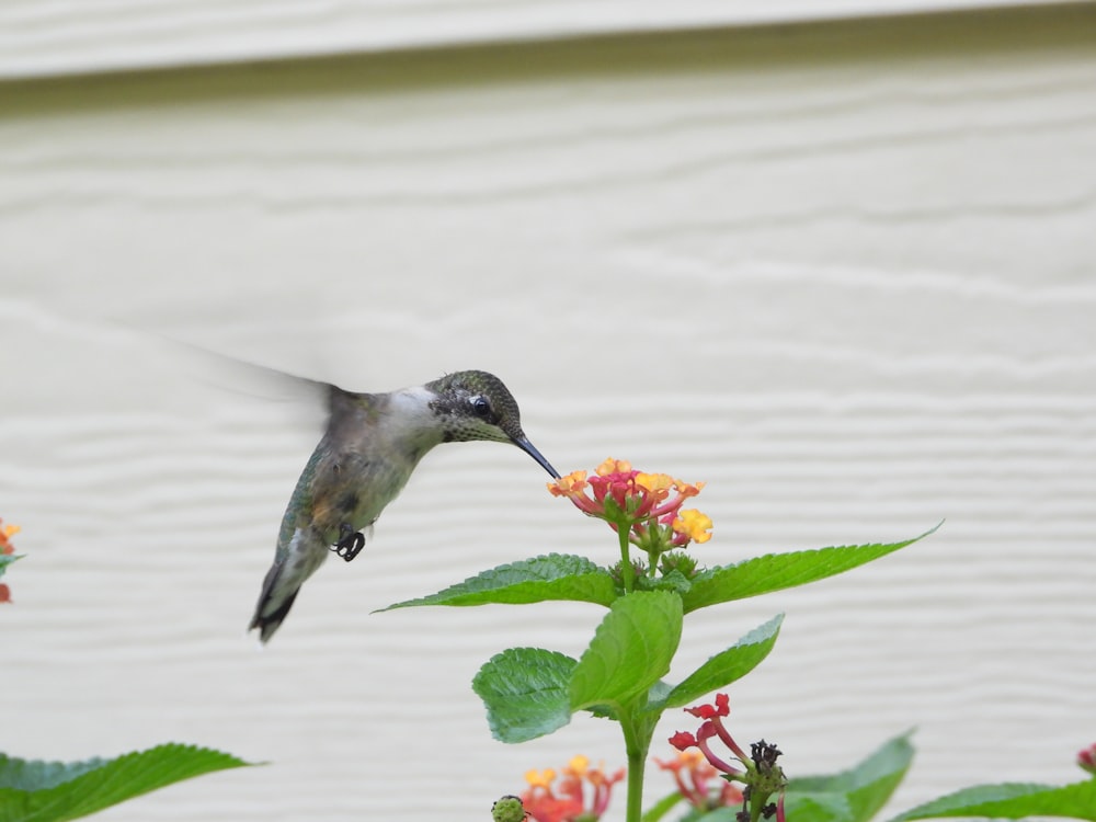 black and red humming bird flying over red flower