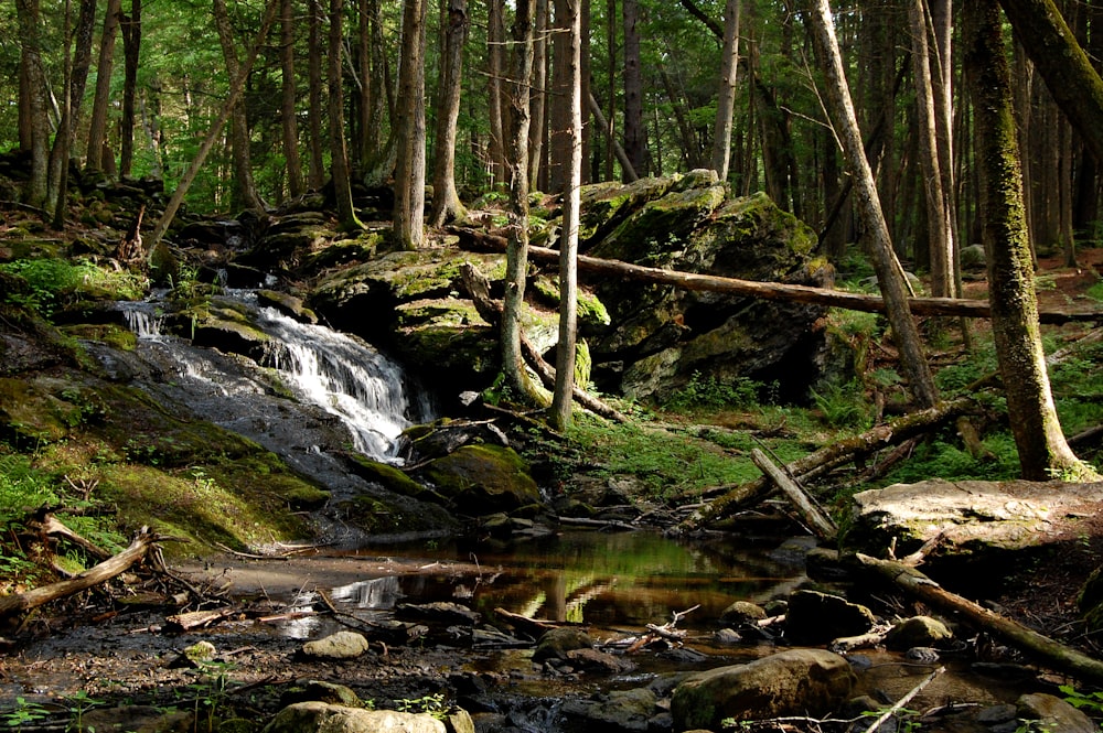 green moss on brown tree trunk