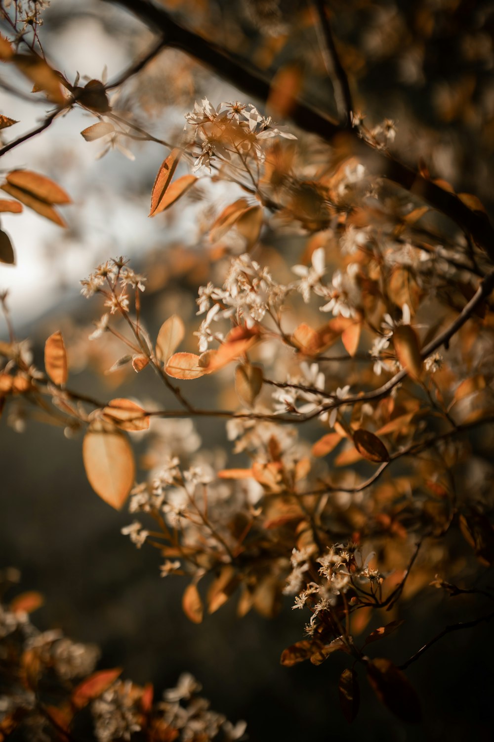 brown leaves in tilt shift lens