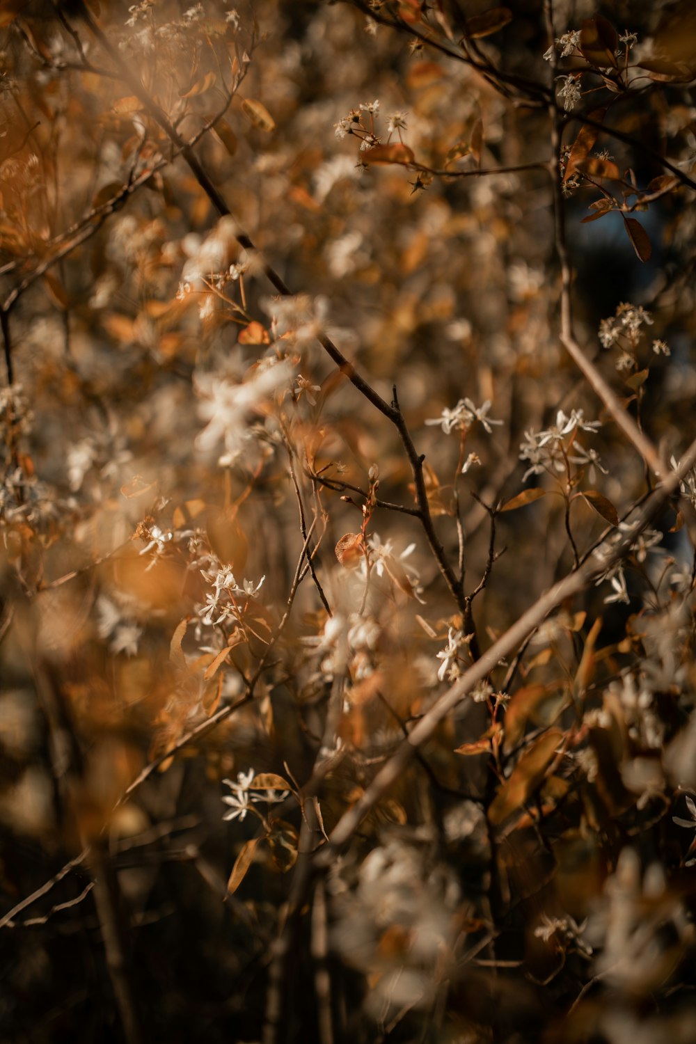 brown and white plant during daytime