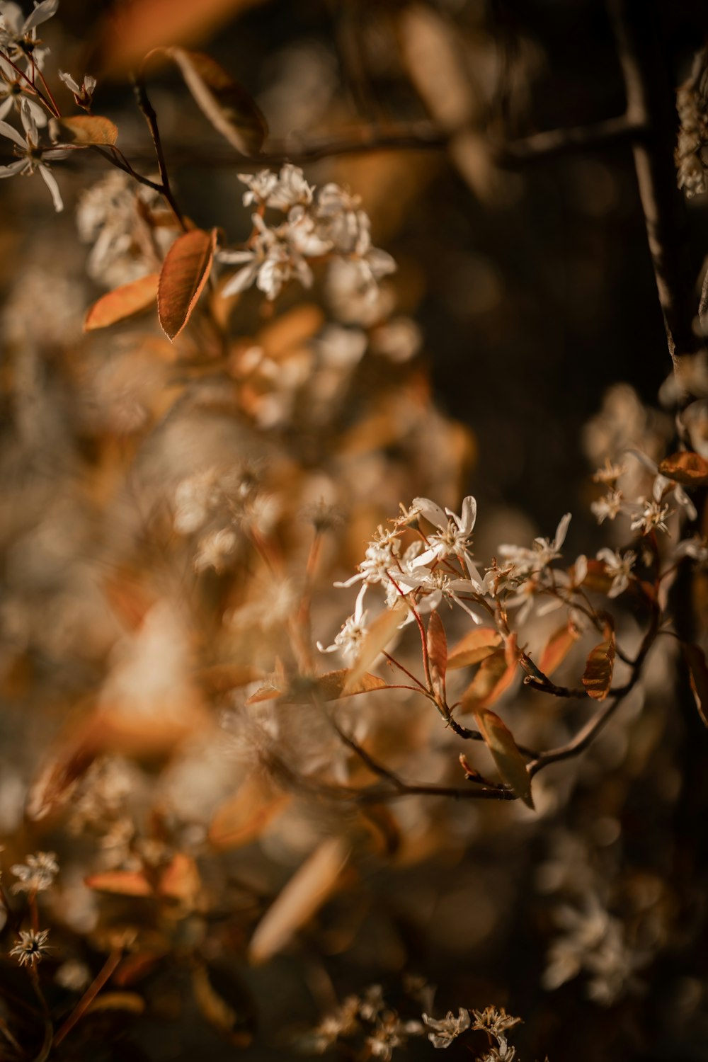 white flowers in tilt shift lens