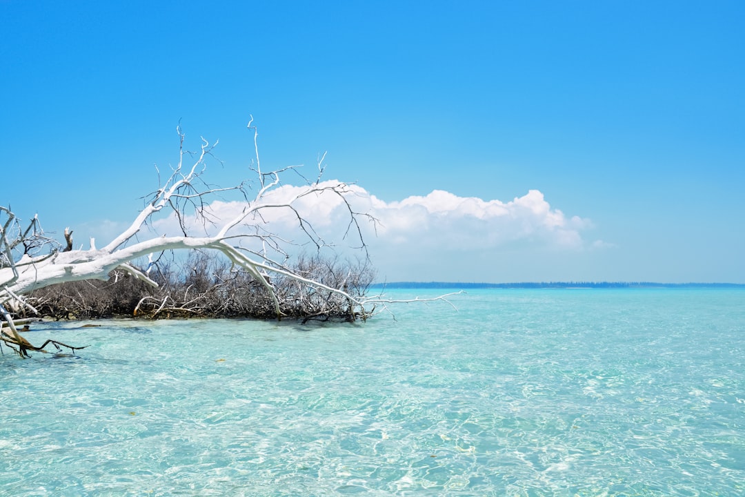 leafless tree on body of water during daytime