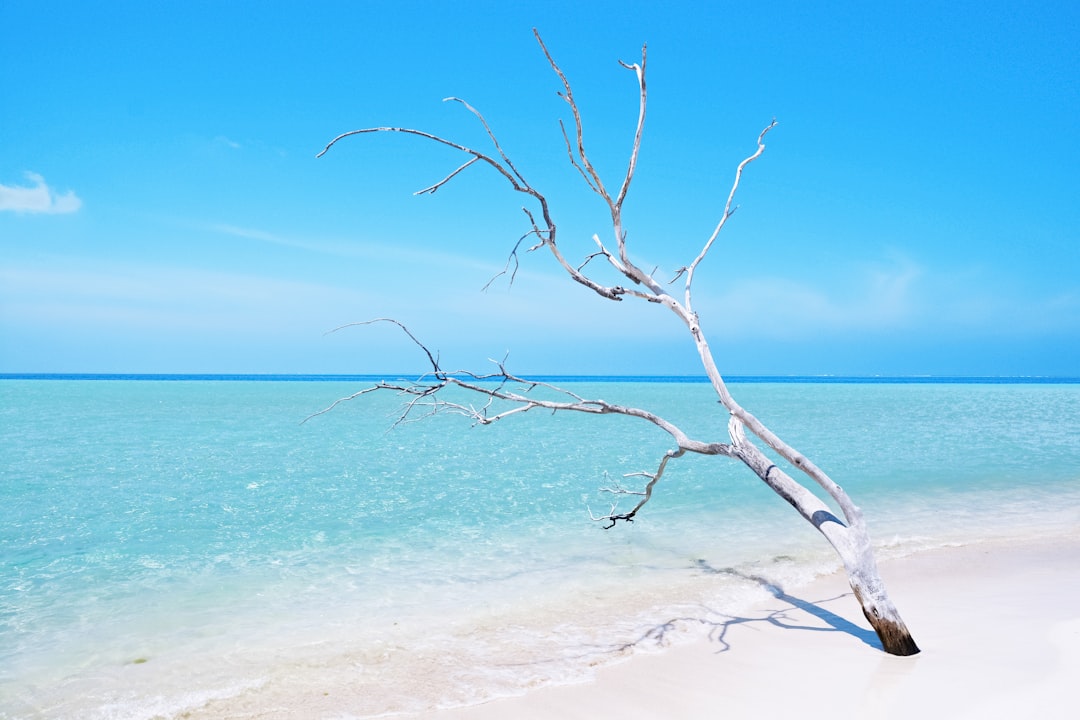 leafless tree on beach shore during daytime
