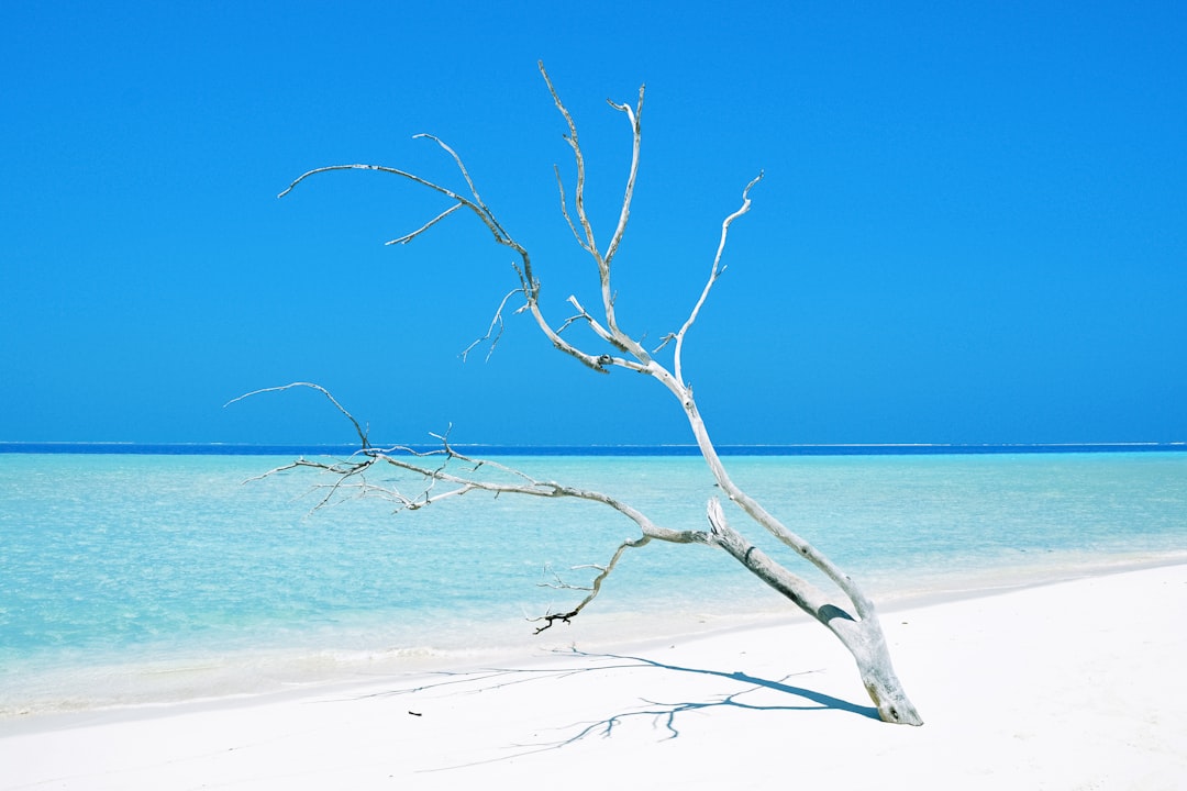 leafless tree on beach shore during daytime