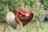 A red heart-shaped balloon with the word 'Love' and decorated with gold patterns is accompanied by a white balloon with gold and red designs. There are also small delicate flowers in the background and a couple of colorful, polka-dotted party hats.