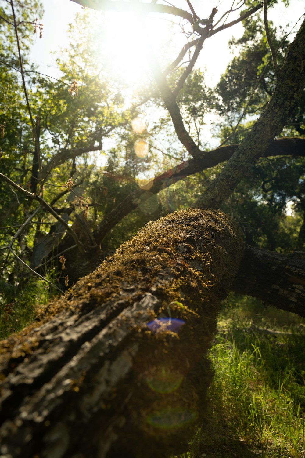 brown tree trunk with green leaves